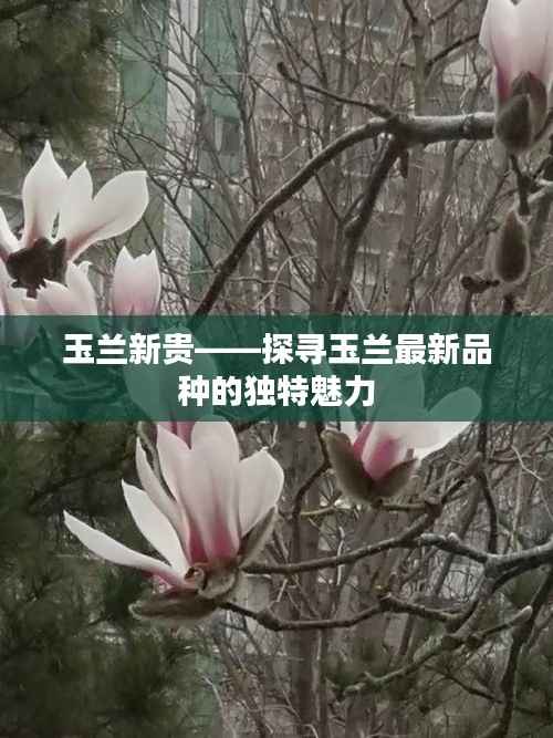玉兰新贵——探寻玉兰最新品种的独特魅力