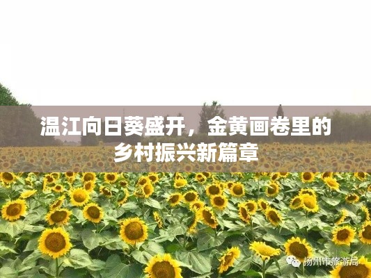 温江向日葵盛开，金黄画卷里的乡村振兴新篇章