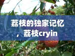 荔枝的独家记忆,荔枝cryin