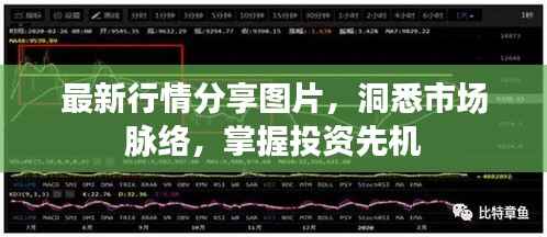 最新行情分享图片,洞悉市场脉络,掌握投资先机