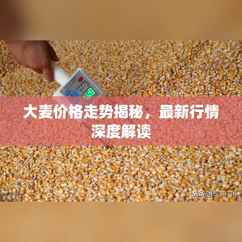 大麦价格走势揭秘,最新行情深度解读