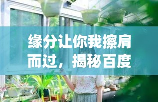 缘分让你我擦肩而过,揭秘百度收录下的奇妙缘分故事!