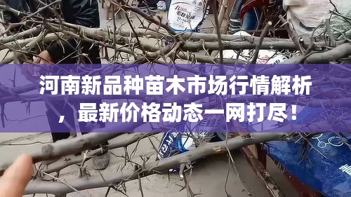 河南新品种苗木市场行情解析，最新价格动态一网打尽！