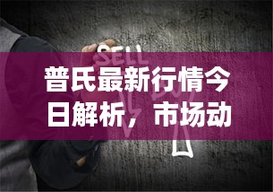 普氏最新行情今日解析,市场动态一览,未来趋势展望
