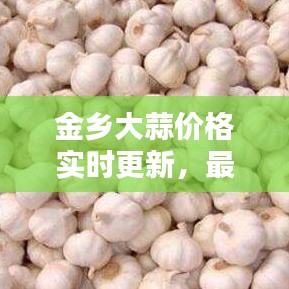 金乡大蒜价格实时更新,最新动态与深度分析