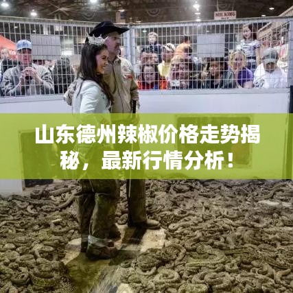 山东德州辣椒价格走势揭秘,最新行情分析!