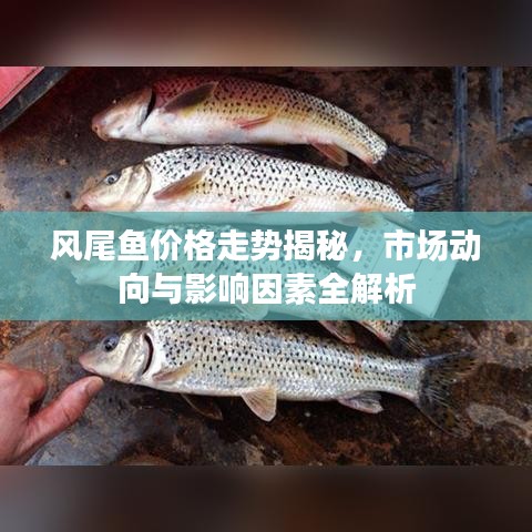 风尾鱼价格走势揭秘,市场动向与影响因素全解析