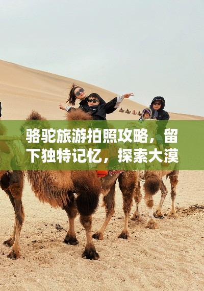 骆驼旅游拍照攻略,留下独特记忆,探索大漠风光!